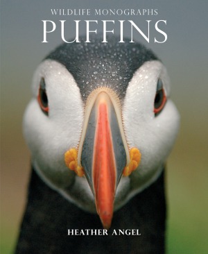 Puffins