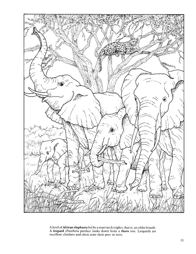 African Plains Coloring Book