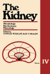 The kidney : morphology, biochemistry, physiology / Vol. 4.