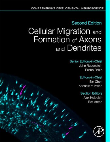 Cellular Migration and Formation of Neuronal Connections