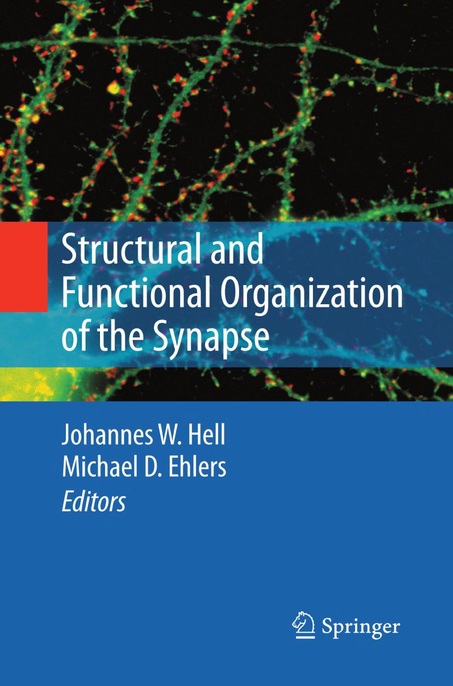 Structural and Functional Organization of the Synapse