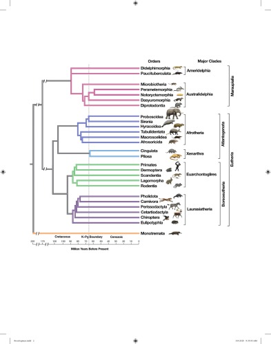 Atlas of Mammalian Chromosomes