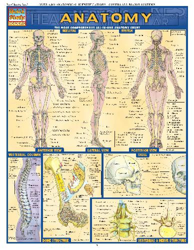 Anatomy--Reference Guide (8.5 x 11)