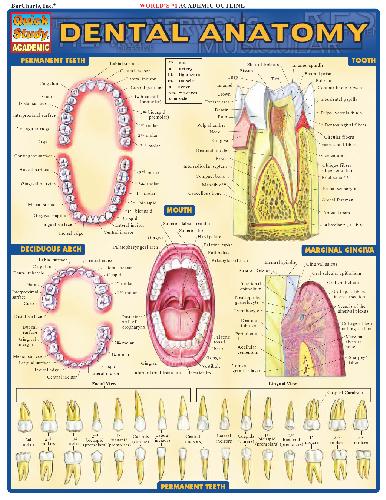 Dental anatomy.