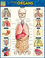 Muscular System