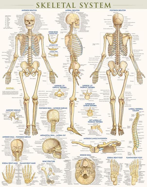 Skeletal System-Laminated