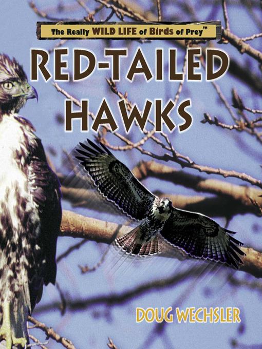 Red- Tailed Hawks