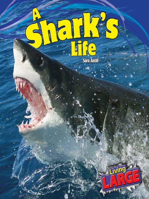 A Shark's Life