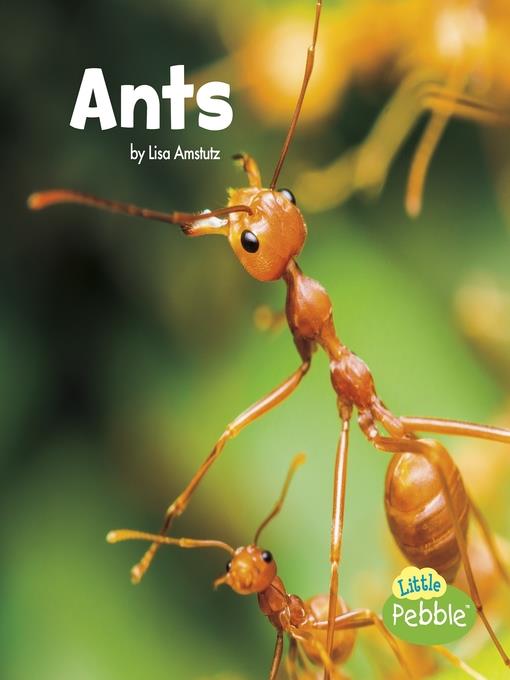 Ants