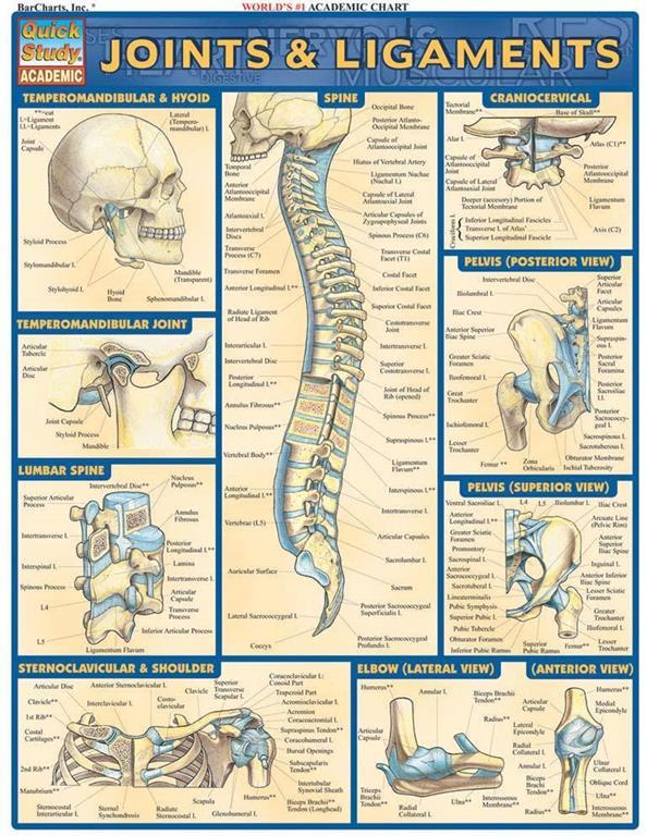 Joints &amp; Ligaments (Quick Study Academic)