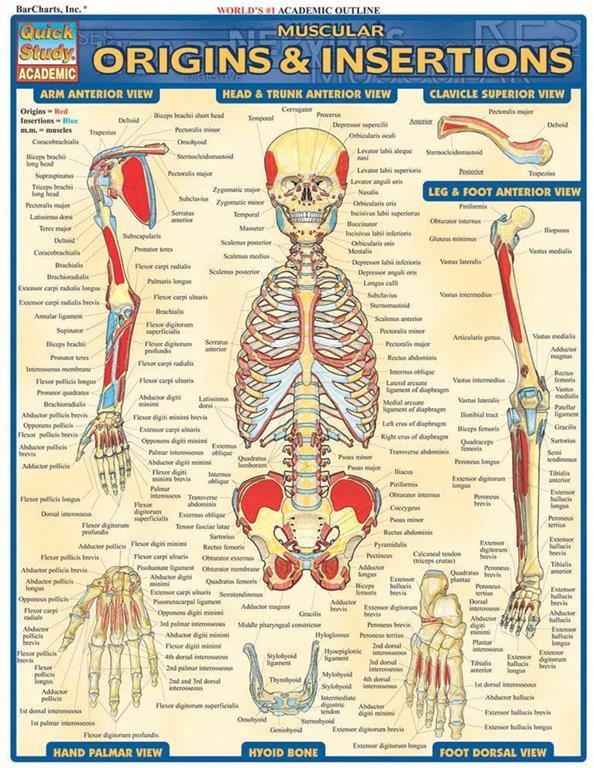 Muscular Origins &amp; Insertions (Quick Study Academic)