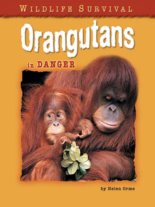 Orangutans in Danger