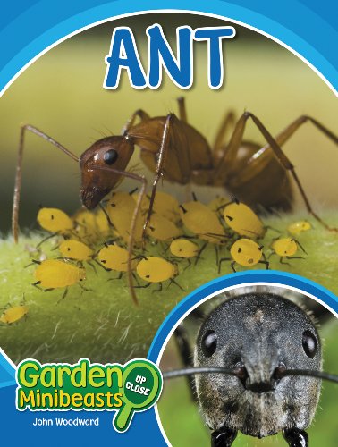 Ant (Garden Minibeasts Up Close)