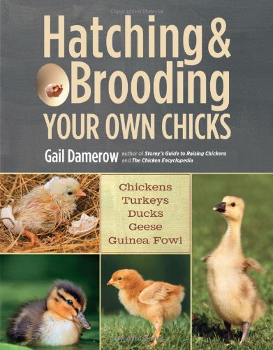 Hatching  Brooding Your Own Chicks