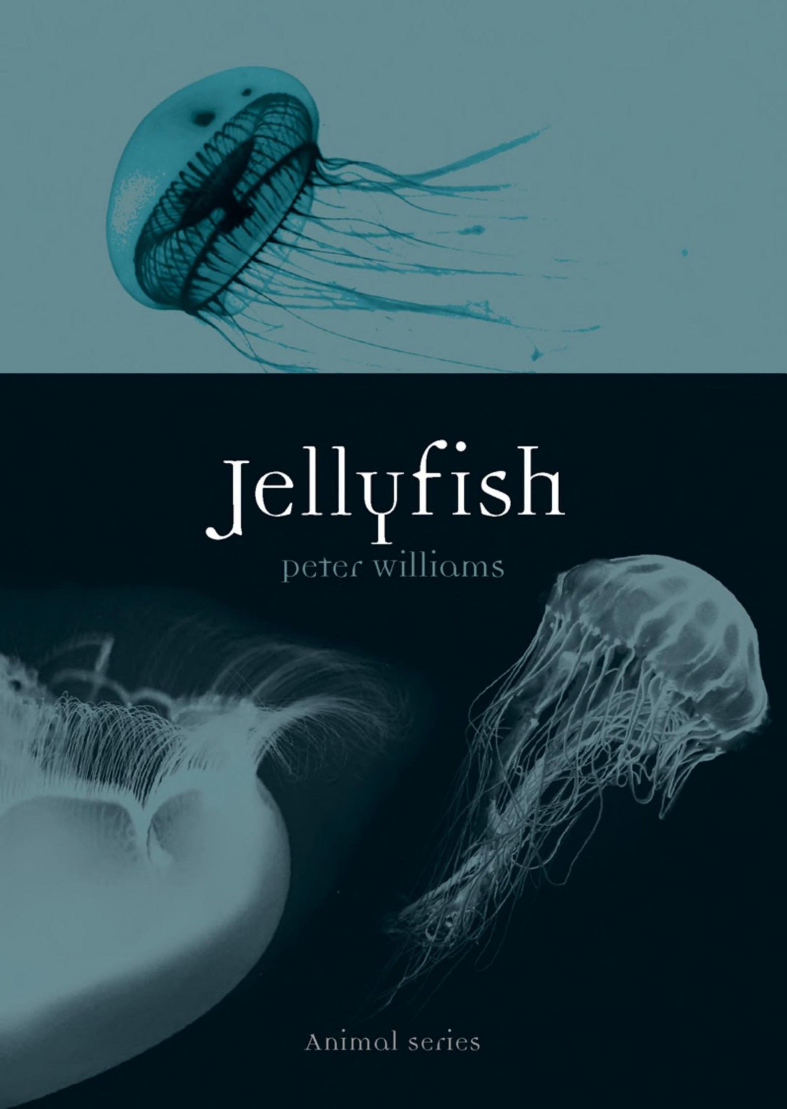 Jellyfish