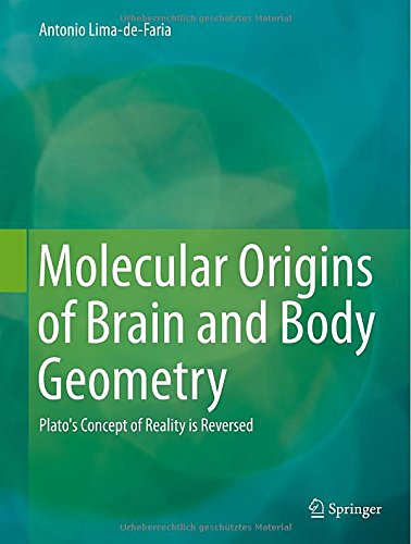 Molecular Origins of Brain and Body Geometry