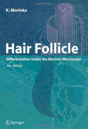 Hair Follicle