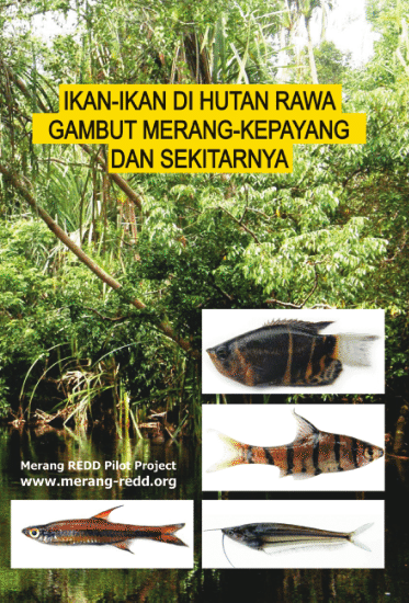 Ikan-Ikan di Hutan Rawa Gambut Merang-Kepayang dan Sekitarnya