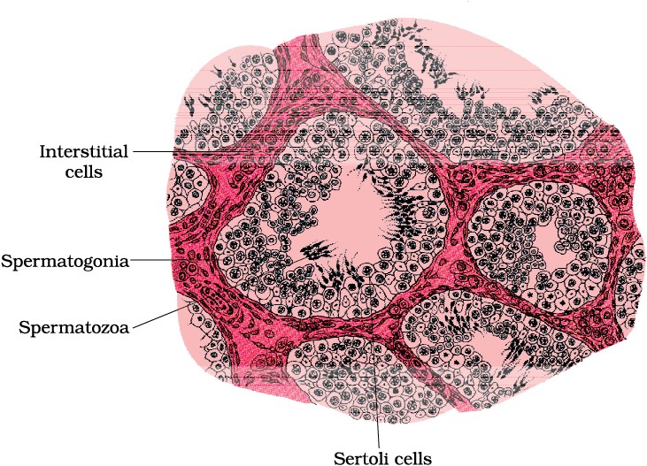 Biology class 12